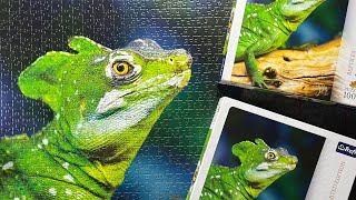 Trefl 1000 Lizard missed piece  jigsaw puzzle timelapse [upl. by Gnilhsa718]