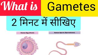 What is Gametes [upl. by Tnemelc584]