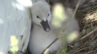 La vie dun cygne  Naissance des cygneaux [upl. by Allbee]