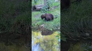 Wolverine at Gaiazoo  the Netherlands [upl. by Emelyne]