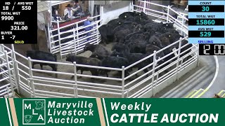 2152024 Maryville Livestock Auction  Cattle Auction [upl. by Farver]