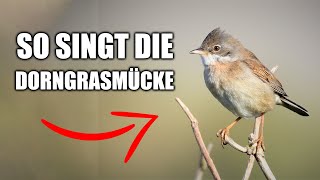 Dorngrasmücke  Vogelstimmen lernen [upl. by Austina514]