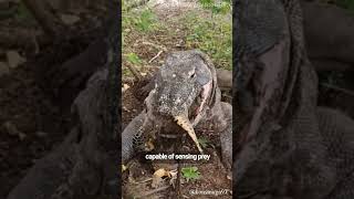 Komodo Dragons  The Biggest Lizards On Earth [upl. by Mhoj]