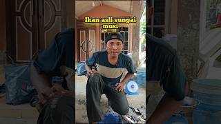 Endemik sungai Musi [upl. by Yonit]