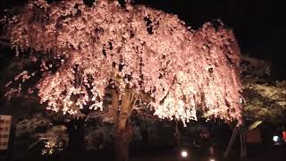 弘前さくらまつり 夜【青森県・弘前市】 20240422 Hirosaki Cherry Blossom Festival（Japan） [upl. by Eleumas]