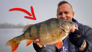 Huge Perch Fishing with Lures  Part 2 2019 [upl. by Niltiac]