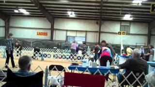 Akc dog show San Marcus Texas Best Bitch Old English Sheepdog Group [upl. by Nalyad304]