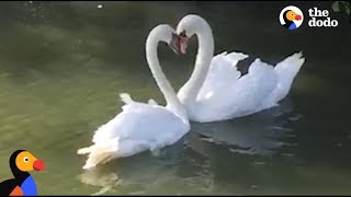 Swan Couple Has SWEETEST Reunion  The Dodo [upl. by Salokkin]