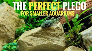 BRISTLENOSE PLECO  species spotlight amp care guide  THE BEST CLEANER FISH FOR YOUR AQUARIUM [upl. by Mccready763]