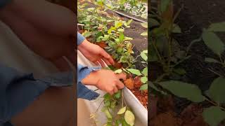 Tips to grow roses pressing roses shorts plantingtips [upl. by Sinnylg]