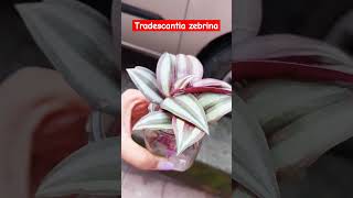 Tradescantia zebrina plant [upl. by Triplett]