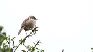 Rufouscollared sparrow  Copetón  Zonotrichia capensis singing [upl. by Yeldua863]