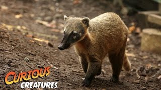 Coati  Curious Creatures [upl. by Naimed709]