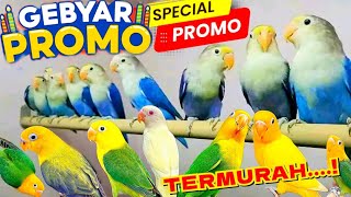 STOCK LOVEBIRD TERBARU 01 NOVEMBER 2024 [upl. by Weiner925]