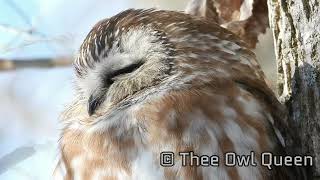 Northern Saw Whet Owl [upl. by Ezeerb]