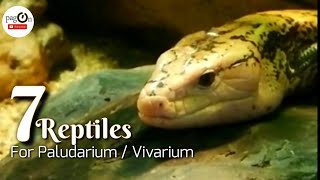 7 Reptiles For Paludarium  Vivarium [upl. by Nagap]