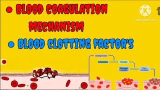 Blood coagulation mechanismBlood clotting [upl. by Meletius]