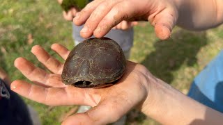 Planting potatoes pet turtles and hugelkultur beds [upl. by Egduj]