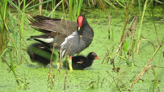 Mama Moorhen feeding cute baby Hens  Baby birds feeding  Cute Birds [upl. by Hairahcaz]