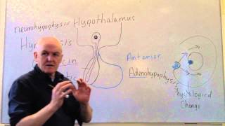 Endocrine lesson 1 Introduction and pituitary [upl. by Emelia633]