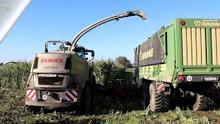 Letzter Mais 2024 für den Claas Jaguar 950 Fendt MF Gespann [upl. by Anailuj957]