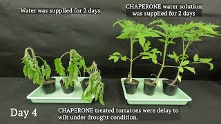 CHAPERONE Plant Growth Regulator Application Enhancing tolerance to drought stress [upl. by Moreland]