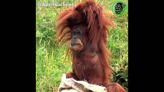 Orangutan Stretch And Scratch shorts orangutan [upl. by Anitnahs563]