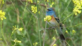 Lazuli Bunting [upl. by Newg454]