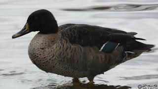 Yellowbilled duck  Gelbschnabelente Friedrich Ebertpark Ludwigshafen am Rhein [upl. by Tarryn646]