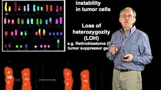 Chromosomal alterations in cancer cells  Jim Haber Brandeis [upl. by Kimmel763]