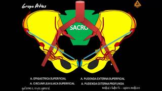 ARTERIAS DEL MIEMBRO INFERIOR Parte 1 [upl. by Watts]