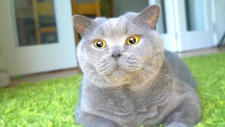 Blue British Shorthair Cat ASMR Brushing [upl. by Yelkao837]