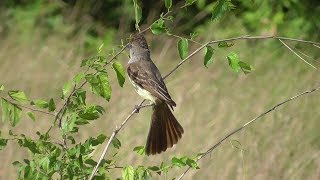 Browncrested Flycatcher calling San Benito Texas [upl. by Nosahc898]