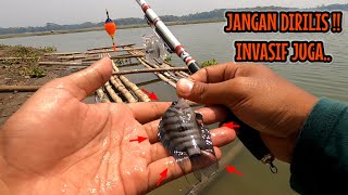 DAPAT IKAN INI JANGAN DI RILIS‼️CONVICT CICHLID INVASIF JUGA  mancing ikan red devil NAHOL MANIA [upl. by Trik]