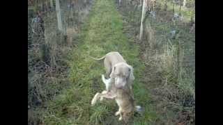 Hunting Dog Weimaraner  Training [upl. by Eecart633]