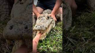 I yoinked a huge anaconda reptilescrazysnakeanimalnaturejungleyoutubeshortswildlifeviral [upl. by Ahsiyn576]