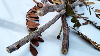 Twigs Falling Off Trees Daphne Richards Central Texas Gardener [upl. by Wulf]