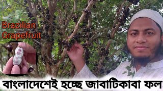 জাবাটিকাবা ফল Jaboticaba Fruit উৎপাদন হচ্ছে বাংলাদেশে । [upl. by Hew85]