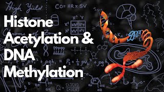 Histone Acetylation amp DNA Methylation  Practice Problem  MCAT [upl. by Jesus]