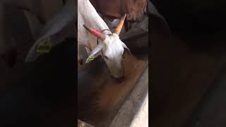 Cows and Oxs Thirumala Tirupathi Devasthanam feedingfood pleasesubscribe [upl. by Helprin]