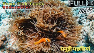 finding Nemo old movie  4k hd video relaxing  relax video clip fish pot [upl. by Januisz]