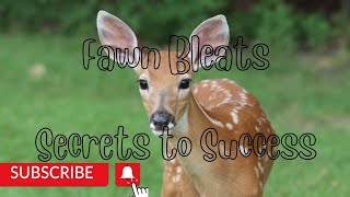 How to use fawn bleats to your advantage during hunting season [upl. by Samson]