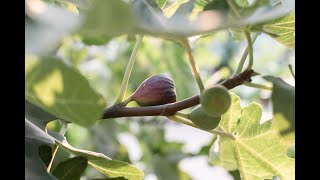 Fresh California Figs by J Marchini Farms Highlight [upl. by Atteselrahc61]