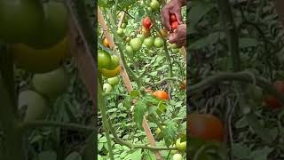 Harvesting Fresh Tomatoes organic tomato tomatoharvest fresh satisfying shorts subscribe [upl. by Fritz341]