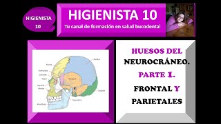 HUESOS DEL NEUROCRÁNEO PARTE 1 FRONTAL Y PARIETALES [upl. by Rawde]