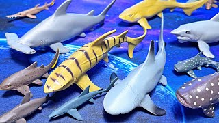 17 Amazing Sharks  Great White Hammerhead Zebra Leopard Whaleshark Lemon Shark Blue Shark [upl. by Alicirp559]