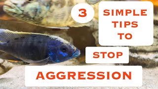 3 SIMPLE TIPS TO STOP AGGRESSION IN CICHLID AQUARIUM [upl. by Llenaej281]