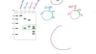 Restriction Mapping [upl. by Herschel]