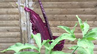 Dracunculus Vulgaris blüht  dieses mal ohne Biene und Hummel  MEGA Gestank [upl. by Airretal204]