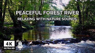 Forest River ASMR  Calm Natural Sounds for Relaxation amp Sleep [upl. by Hayikat]